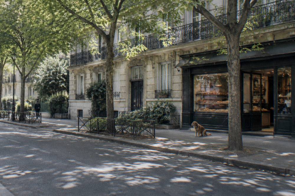 A calm tree-lined street in the sixteenth arrondissement with elegant apartment facades